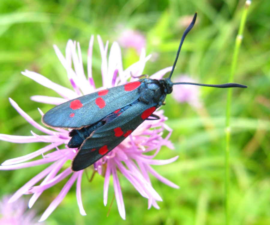 Zygaena filipendulae?... Zygaena filipendulae